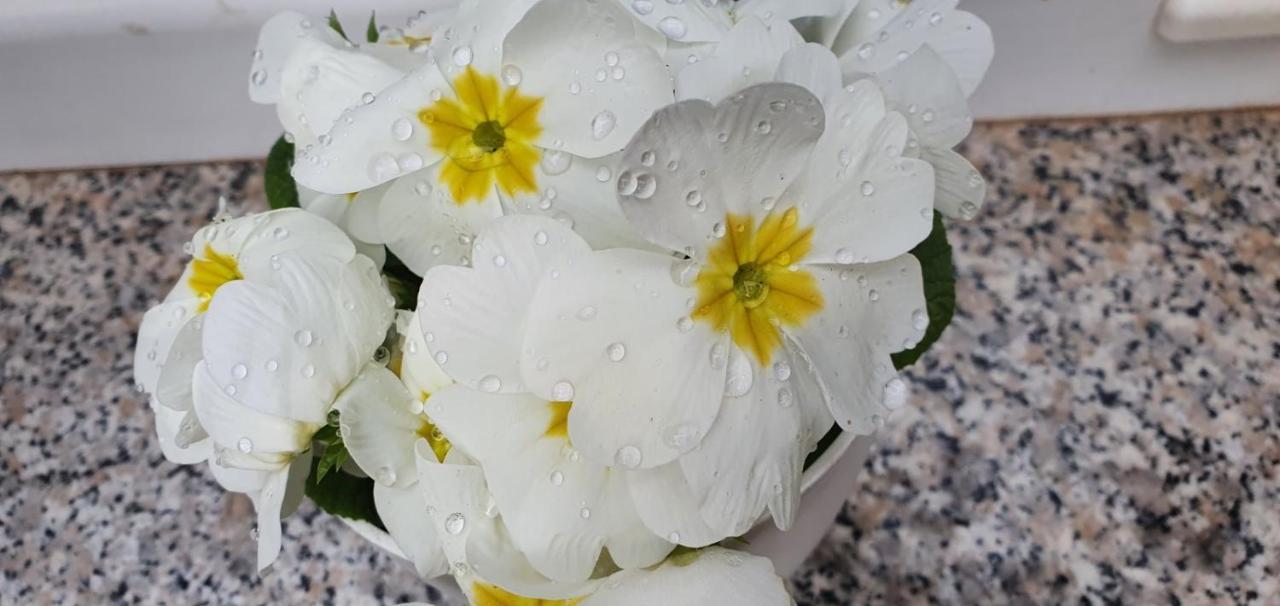 Daisy Apartment Пула Екстериор снимка